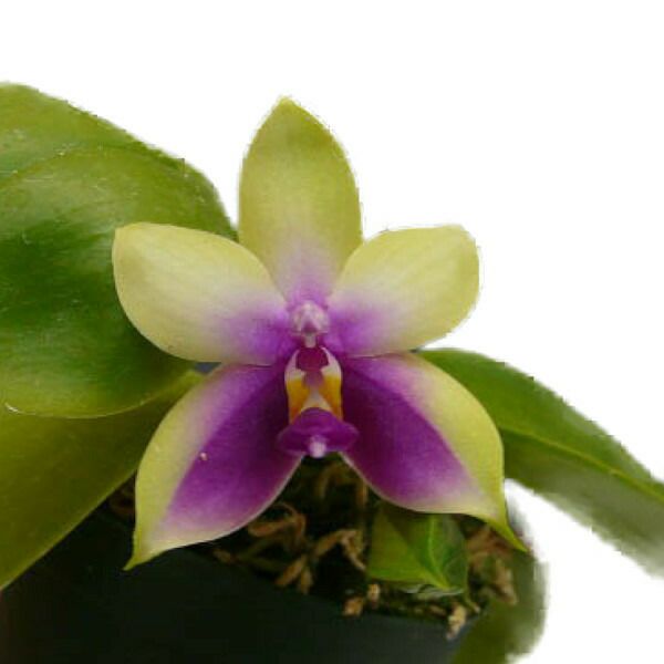 花なし株】 ファレノプシス ビオラセア Phal.violacea (=Phal.bellina