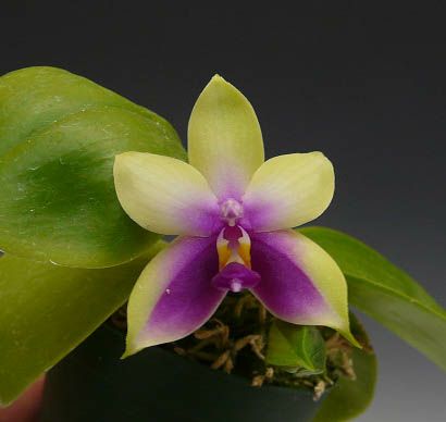 花なし株】 ファレノプシス ビオラセア Phal.violacea (=Phal.bellina