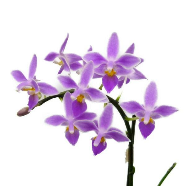 花付き株】 ファレノプシス エクエストリス Phal.equestris 原種 3号鉢