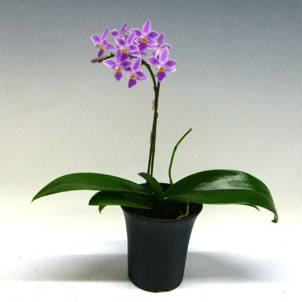 花付き株】 ファレノプシス エクエストリス Phal.equestris 原種 3号鉢