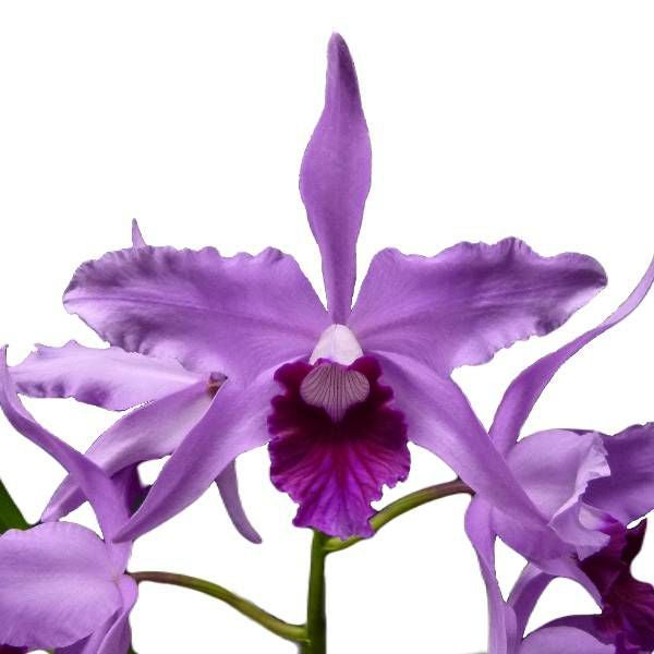 洋蘭原種カトレア c purpurata sa Natu大輪花 HCC/NOS OG株 - Yahoo