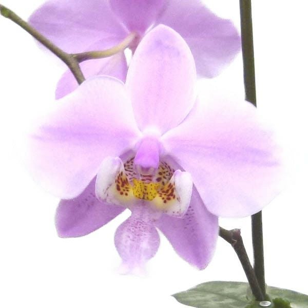 花なし株】 ファレノプシス シレリアナ Phal.schilleriana 原種 芳香