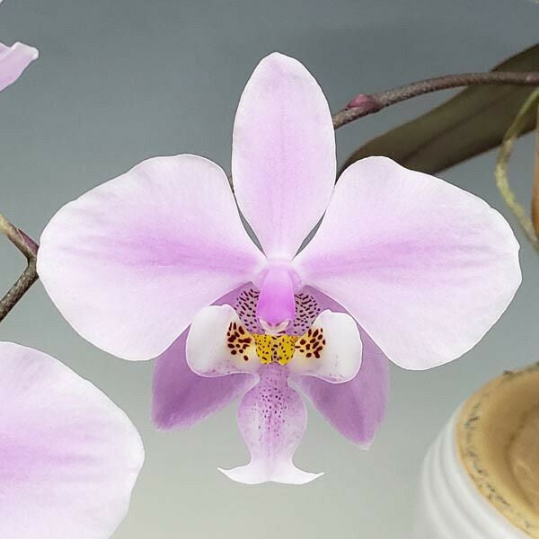 花なし株】 ファレノプシス シレリアナ Phal.schilleriana 原種 芳香