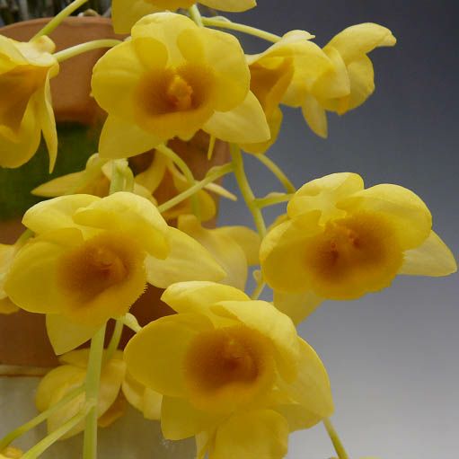花なし株】 デンドロビューム グリフィッシアナム Den.griffithianum