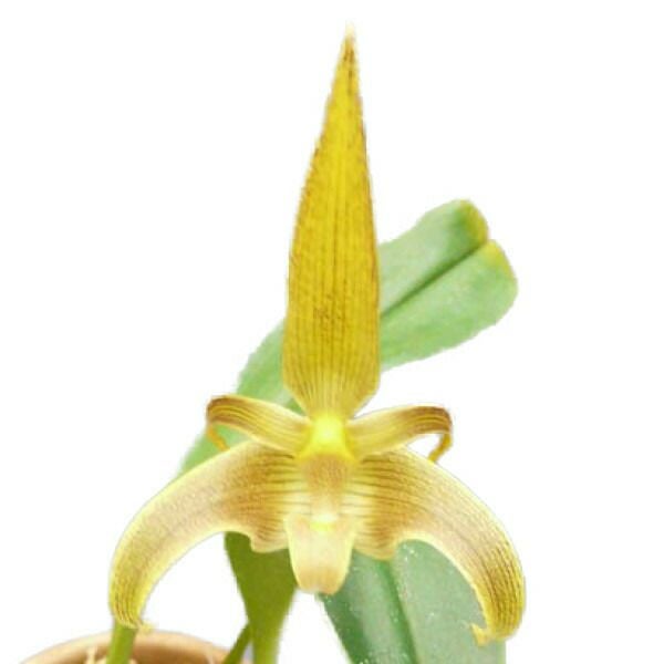 花なし株】 バルボフィラム ロビー Bulb.lobbii 原種 4号鉢 30cm 開花