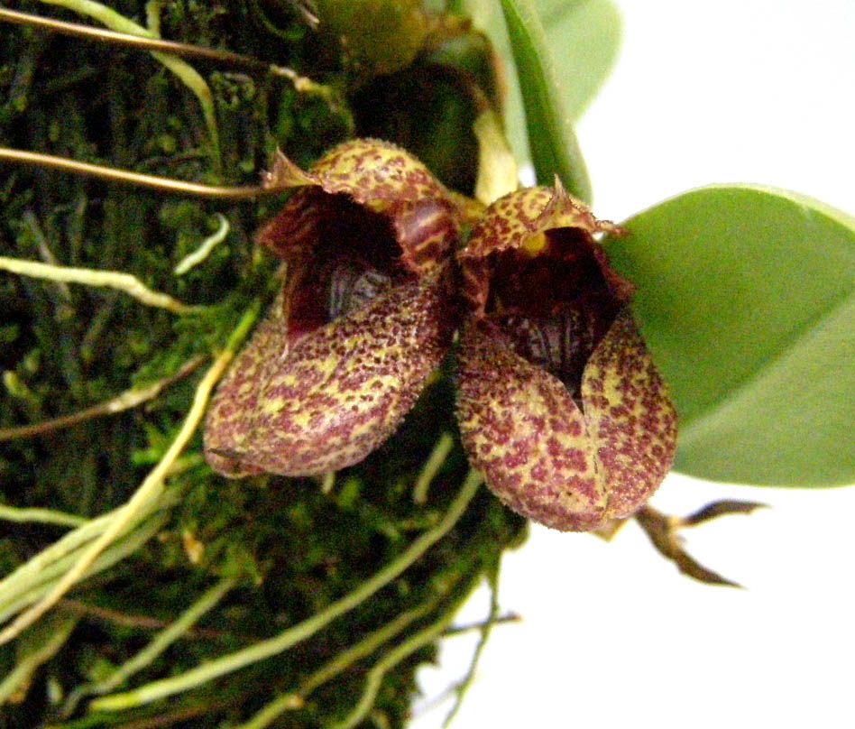 花なし株】 バルボフィラム フロスティー Bulb.frostii 原種 2.5号鉢