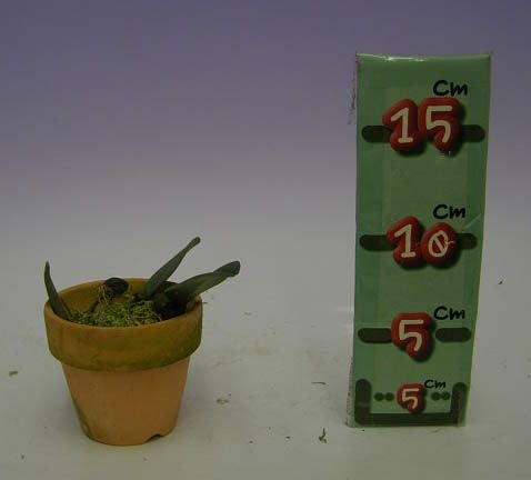 花なし株】 バルボフィラム フロスティー Bulb.frostii 原種 2.5号鉢