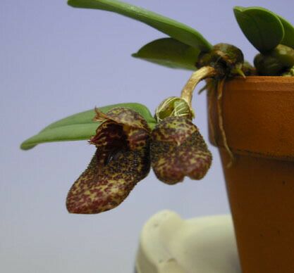 花なし株】 バルボフィラム フロスティー Bulb.frostii 原種 2.5号鉢