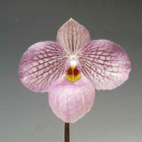 花なし株】 パフィオペディラム マジックランタン Paph.Magic Lantern