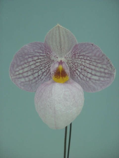 花なし株】 パフィオペディラム マジックランタン Paph.Magic Lantern
