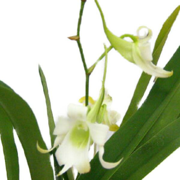 花なし株】 ソベンニコフィア ロブスタ Sbk.robusta 原種 4号鉢 30cm