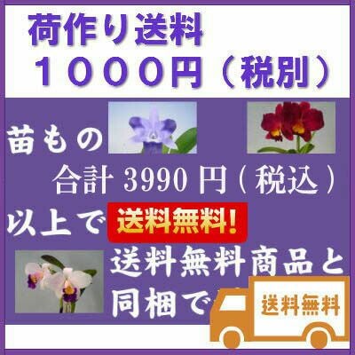 花なし株】 カタセタム ピレアタム 'ジャンボーグリーンゴールド' Ctsm