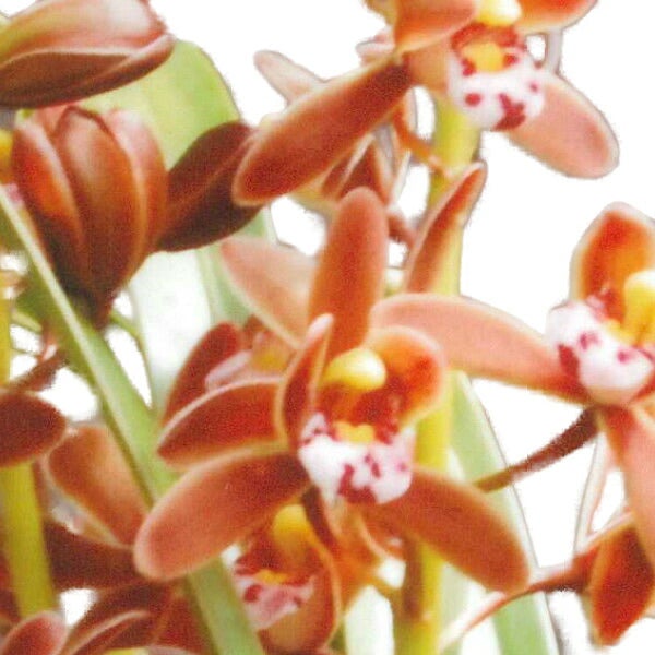 花なし株】 カトレア シレリアナ C.schilleriana 原種 芳香あり 3.5号