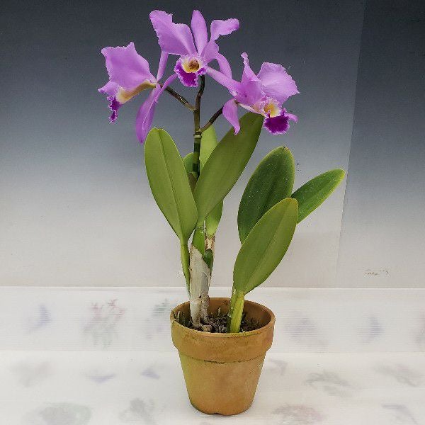 カトレア 花なし株】 カトレア ガスケリアナ 'ブラックタイガー' C.gaskelliana