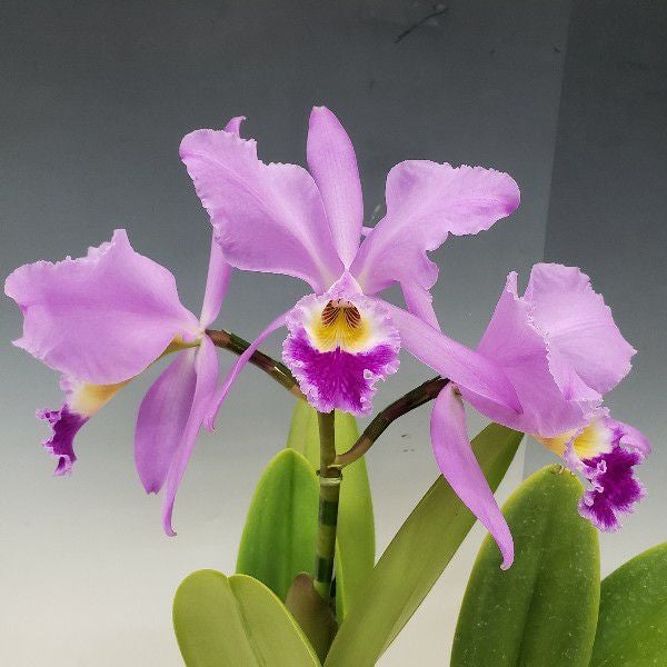 花なし株】 カトレア ガスケリアナ 'ブラックタイガー' C.gaskelliana