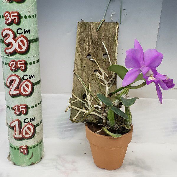 花なし株】 カトレア ノビリオール 'ドンラファエルウェンゼル' C