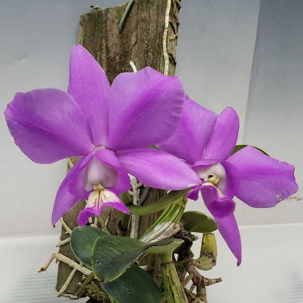 花なし株】 カトレア ノビリオール 'ドンラファエルウェンゼル' C