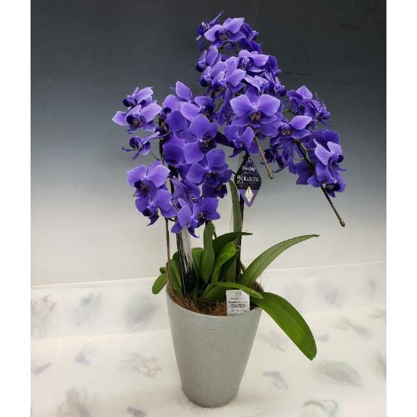 000000001087-01.jpg?size=l&w=