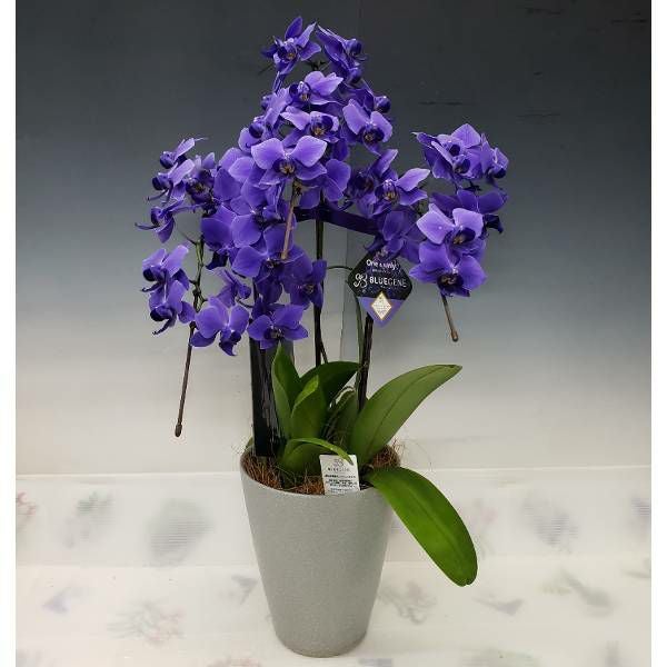遺伝子組み換えブルーの胡蝶蘭 ファレノプシス 'ブルージーン' 3本立ち