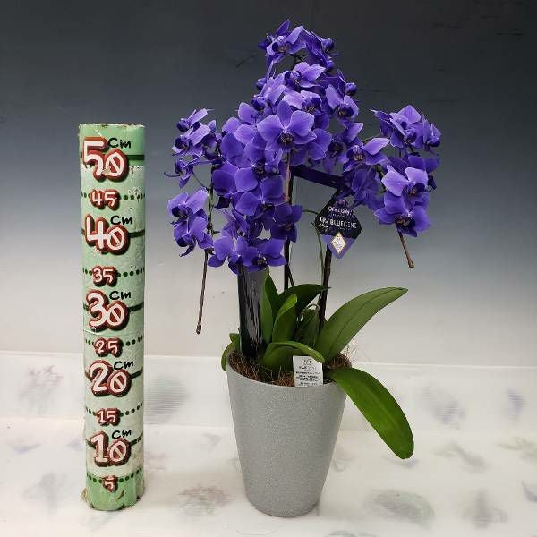遺伝子組み換えブルーの胡蝶蘭 ファレノプシス 'ブルージーン' 3本立ち