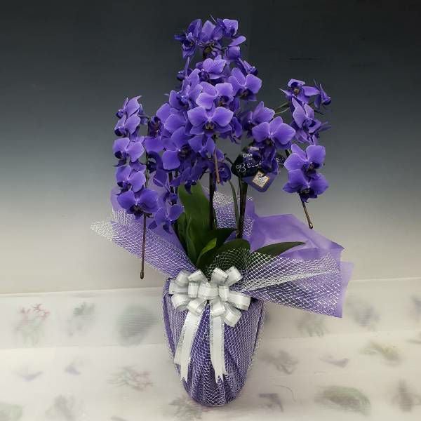 遺伝子組み換えブルーの胡蝶蘭 ファレノプシス 'ブルージーン' 3本立ち