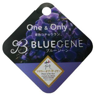 遺伝子組み換えブルーの胡蝶蘭 ファレノプシス 'ブルージーン' 3本立ち