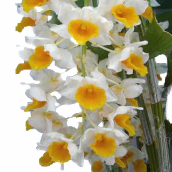 花なし株】 デンドロビューム シルシフローラム Den.thyrsiflorum 原種