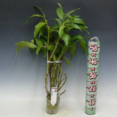 花なし株】 デンドロビューム シルシフローラム Den.thyrsiflorum 原種