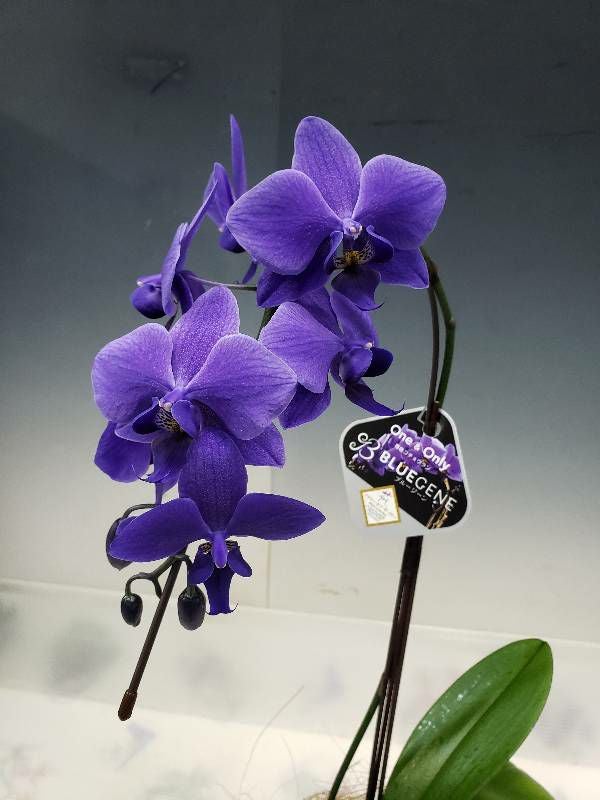 遺伝子組み換え胡蝶蘭 ファレノプシス 'ブルージーン' Phal. 'BlueGene