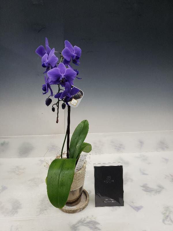 遺伝子組み換え胡蝶蘭 ファレノプシス 'ブルージーン' Phal. 'BlueGene