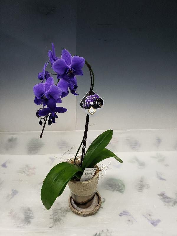 遺伝子組み換え胡蝶蘭 ファレノプシス 'ブルージーン' Phal. 'BlueGene