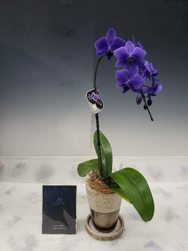 遺伝子組み換え胡蝶蘭 ファレノプシス 'ブルージーン' Phal. 'BlueGene