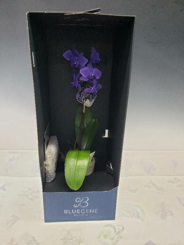 遺伝子組み換え胡蝶蘭 ファレノプシス 'ブルージーン' Phal. 'BlueGene