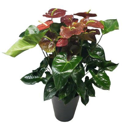 観葉植物 アンスリウム 赤黒 10号鉢(尺鉢)(特大サイズ) セラアート鉢