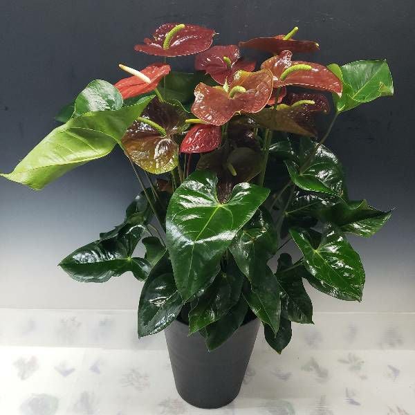 観葉植物 アンスリウム 赤黒 10号鉢(尺鉢)(特大サイズ) セラアート鉢