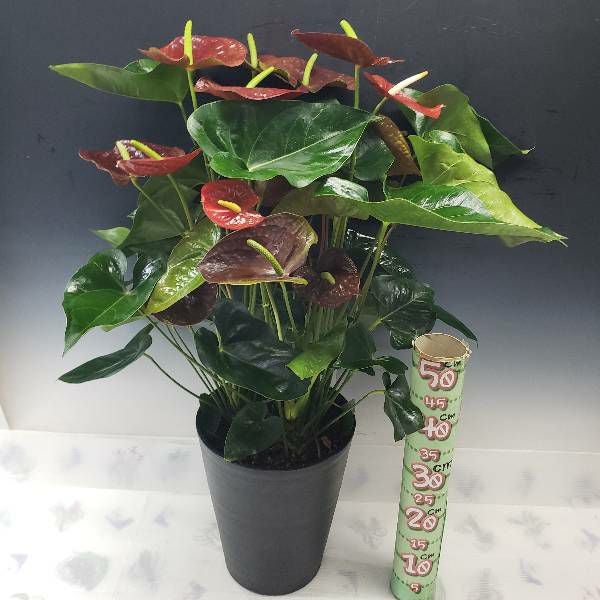 観葉植物 アンスリウム 赤黒 10号鉢(尺鉢)(特大サイズ) セラアート鉢