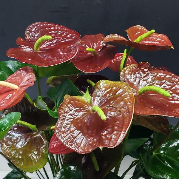 観葉植物 アンスリウム 赤黒 10号鉢(尺鉢)(特大サイズ) セラアート鉢