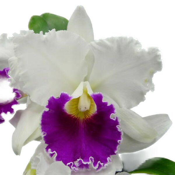 洋ラン　開花中　１世紀超え～ロマン溢れるクラシックカトレア～オリジナル株 交配種分け株 - オーキッドバレーミウラ