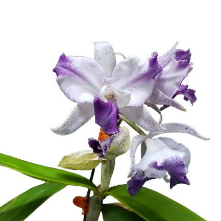 花なし株】 カトレア シレリアナ C.schilleriana 原種 芳香あり 3.5号