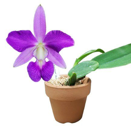 花なし株】 カトレア シレリアナ C.schilleriana 原種 芳香あり 3.5号