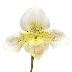 花なし株】 デンドロビューム マローンスター 'カバリエール' Den