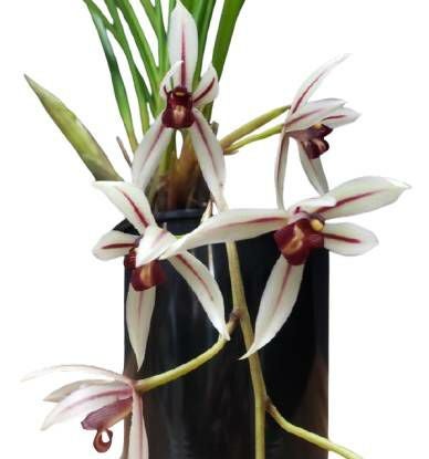 花なし株】 シンビジューム ダイアナム Cym.dayanum 原種 芳香あり 3号