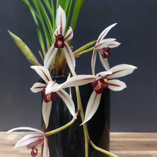 花なし株】 シンビジューム ダイアナム Cym.dayanum 原種 芳香あり 3号