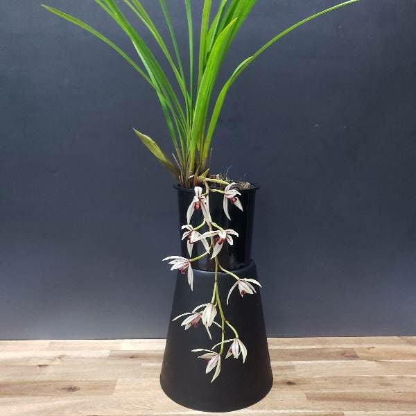 花なし株】 シンビジューム ダイアナム Cym.dayanum 原種 芳香あり 3号