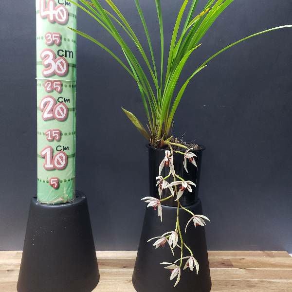 花なし株】 シンビジューム ダイアナム Cym.dayanum 原種 芳香あり 3号