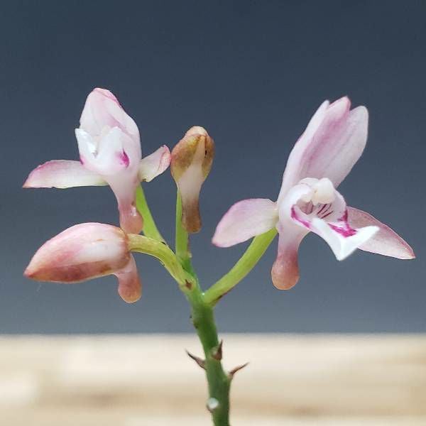 花なし株】 オエセオクラデス モノフィラ Oecl.monophylla 原種 2号鉢