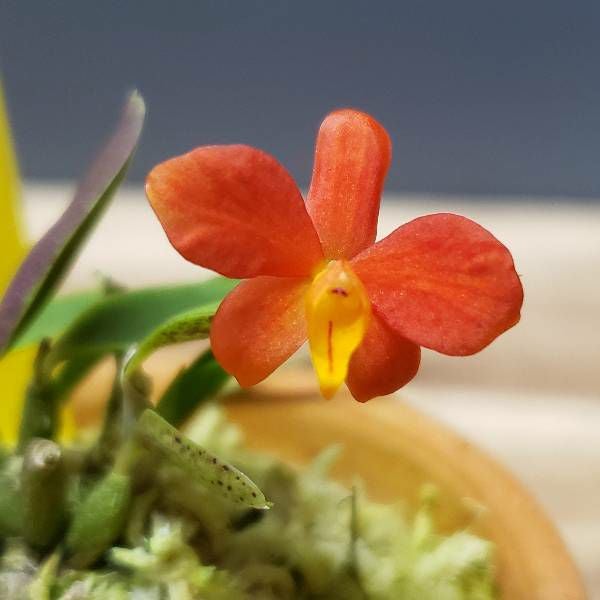 花なし株】 カトレア ピグメア C.(S.)pygmaea 原種 2号鉢 5cm 開花