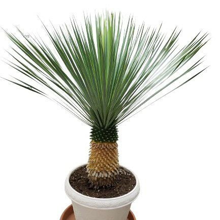 花なし株】 ユッカ ロストラータ Yucca rostrata キャスター付き受け皿
