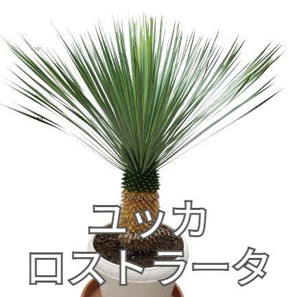 花なし株】 ユッカ ロストラータ Yucca rostrata キャスター付き受け皿