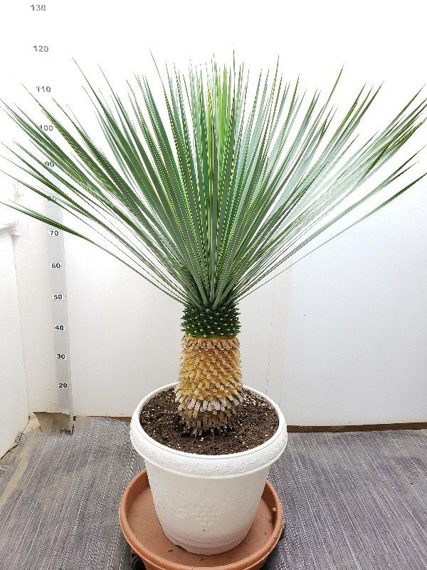 花なし株】 ユッカ ロストラータ Yucca rostrata キャスター付き受け皿
